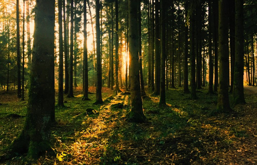 Prestação de Serviço de Conservação Ambiental no Brasil - Crédito da Foto: Pexels / Dzenina Lukac